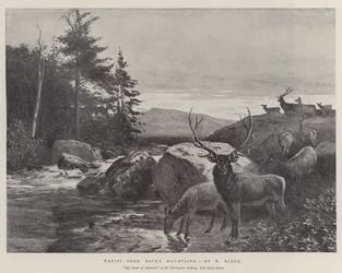 Cervo Wapiti, Montagne Rocciose